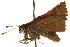  ( - BIOUG10888-C04)  @13 [ ] CreativeCommons - Attribution (2014) CBG Photography Group Centre for Biodiversity Genomics