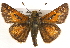  (Hesperia - BIOUG10889-B09)  @15 [ ] CreativeCommons - Attribution (2014) CBG Photography Group Centre for Biodiversity Genomics