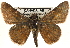  ( - BIOUG10889-D07)  @14 [ ] CreativeCommons - Attribution (2014) CBG Photography Group Centre for Biodiversity Genomics