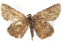  ( - BIOUG10889-D08)  @13 [ ] CreativeCommons - Attribution (2014) CBG Photography Group Centre for Biodiversity Genomics