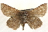  ( - BIOUG10889-D08)  @13 [ ] CreativeCommons - Attribution (2014) CBG Photography Group Centre for Biodiversity Genomics