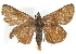 ( - BIOUG10889-D10)  @11 [ ] CreativeCommons - Attribution (2014) CBG Photography Group Centre for Biodiversity Genomics