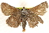  ( - BIOUG10889-D10)  @11 [ ] CreativeCommons - Attribution (2014) CBG Photography Group Centre for Biodiversity Genomics