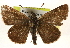  (Amblyscirtes hegon - BIOUG10889-D12)  @15 [ ] CreativeCommons - Attribution (2014) CBG Photography Group Centre for Biodiversity Genomics