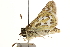  ( - BIOUG10890-C03)  @14 [ ] CreativeCommons - Attribution (2014) CBG Photography Group Centre for Biodiversity Genomics