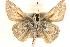  ( - BIOUG10890-C04)  @13 [ ] CreativeCommons - Attribution (2014) CBG Photography Group Centre for Biodiversity Genomics