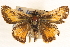  ( - BIOUG10890-F04)  @14 [ ] CreativeCommons - Attribution (2014) CBG Photography Group Centre for Biodiversity Genomics