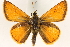  ( - BIOUG10890-F07)  @14 [ ] CreativeCommons - Attribution (2014) CBG Photography Group Centre for Biodiversity Genomics