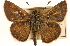  ( - BIOUG10890-H01)  @14 [ ] CreativeCommons - Attribution (2014) CBG Photography Group Centre for Biodiversity Genomics