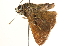  ( - BIOUG10890-H02)  @12 [ ] CreativeCommons - Attribution (2014) CBG Photography Group Centre for Biodiversity Genomics