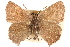  ( - BIOUG10893-A01)  @13 [ ] CreativeCommons - Attribution (2015) CBG Photography Group Centre for Biodiversity Genomics