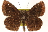  ( - BIOUG10946-E11)  @11 [ ] CreativeCommons - Attribution (2014) CBG Photography Group Centre for Biodiversity Genomics