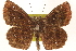  (Staphylus hayhurstii - BIOUG10946-E11.1)  @15 [ ] CreativeCommons - Attribution (2015) CBG Photography Group Centre for Biodiversity Genomics