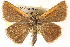  ( - BIOUG10946-F01)  @14 [ ] CreativeCommons - Attribution (2014) CBG Photography Group Centre for Biodiversity Genomics