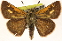  ( - BIOUG10946-F09)  @14 [ ] CreativeCommons - Attribution (2014) CBG Photography Group Centre for Biodiversity Genomics