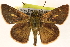  ( - BIOUG10946-G02)  @14 [ ] CreativeCommons - Attribution (2014) CBG Photography Group Centre for Biodiversity Genomics