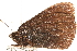  ( - BIOUG10950-B01)  @13 [ ] CreativeCommons - Attribution (2015) CBG Photography Group Centre for Biodiversity Genomics
