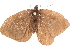  ( - BIOUG10950-B03)  @13 [ ] CreativeCommons - Attribution (2015) CBG Photography Group Centre for Biodiversity Genomics