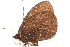  ( - BIOUG10950-B05)  @13 [ ] CreativeCommons - Attribution (2015) CBG Photography Group Centre for Biodiversity Genomics