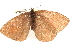  ( - BIOUG10950-B10)  @13 [ ] CreativeCommons - Attribution (2015) CBG Photography Group Centre for Biodiversity Genomics