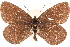  ( - BIOUG10950-B12)  @13 [ ] CreativeCommons - Attribution (2015) CBG Photography Group Centre for Biodiversity Genomics