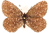  ( - BIOUG10950-C01)  @15 [ ] CreativeCommons - Attribution (2015) CBG Photography Group Centre for Biodiversity Genomics