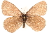  ( - BIOUG10950-C02)  @14 [ ] CreativeCommons - Attribution (2015) CBG Photography Group Centre for Biodiversity Genomics