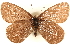  ( - BIOUG10950-C03)  @13 [ ] CreativeCommons - Attribution (2015) CBG Photography Group Centre for Biodiversity Genomics