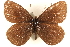  ( - BIOUG10950-C05)  @14 [ ] CreativeCommons - Attribution (2015) CBG Photography Group Centre for Biodiversity Genomics