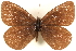  ( - BIOUG10950-C06)  @14 [ ] CreativeCommons - Attribution (2015) CBG Photography Group Centre for Biodiversity Genomics