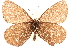  ( - BIOUG10950-C07)  @13 [ ] CreativeCommons - Attribution (2015) CBG Photography Group Centre for Biodiversity Genomics