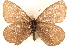  ( - BIOUG10950-C07)  @13 [ ] CreativeCommons - Attribution (2015) CBG Photography Group Centre for Biodiversity Genomics