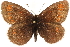  ( - BIOUG10950-H02)  @14 [ ] CreativeCommons - Attribution (2015) CBG Photography Group Centre for Biodiversity Genomics
