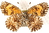  ( - BIOUG15631-B06)  @13 [ ] CreativeCommons - Attribution (2014) CBG Photography Group Centre for Biodiversity Genomics