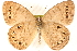  ( - BIOUG15631-C01)  @14 [ ] CreativeCommons - Attribution (2014) CBG Photography Group Centre for Biodiversity Genomics
