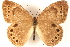  ( - BIOUG15631-C01)  @15 [ ] CreativeCommons - Attribution (2014) CBG Photography Group Centre for Biodiversity Genomics