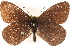  (Erebia magdalena - BIOUG15631-C04)  @15 [ ] CreativeCommons - Attribution (2014) CBG Photography Group Centre for Biodiversity Genomics