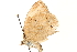  ( - BIOUG15631-C10)  @12 [ ] CreativeCommons - Attribution (2014) CBG Photography Group Centre for Biodiversity Genomics