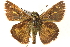  ( - BIOUG15631-E05)  @14 [ ] CreativeCommons - Attribution (2014) CBG Photography Group Centre for Biodiversity Genomics