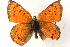  ( - BIOUG15631-F08)  @13 [ ] CreativeCommons - Attribution (2014) CBG Photography Group Centre for Biodiversity Genomics