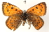  ( - BIOUG15631-F09)  @11 [ ] CreativeCommons - Attribution (2014) CBG Photography Group Centre for Biodiversity Genomics