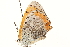  ( - BIOUG15631-F11)  @13 [ ] CreativeCommons - Attribution (2014) CBG Photography Group Centre for Biodiversity Genomics