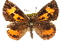  ( - BIOUG15631-G01)  @14 [ ] CreativeCommons - Attribution (2014) CBG Photography Group Centre for Biodiversity Genomics