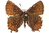  ( - BIOUG15631-H07)  @14 [ ] CreativeCommons - Attribution (2014) CBG Photography Group Centre for Biodiversity Genomics