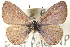  ( - CCDB-24271-B05)  @13 [ ] CreativeCommons - Attribution (2014) CBG Photography Group Centre for Biodiversity Genomics