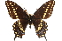  (Papilio machaon - CCDB-24271-G01)  @14 [ ] CreativeCommons - Attribution (2014) CBG Photography Group Centre for Biodiversity Genomics