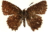  ( - CCDB-24272-C06)  @14 [ ] CreativeCommons - Attribution (2014) CBG Photography Group Centre for Biodiversity Genomics