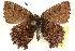  ( - CCDB-24272-C07)  @14 [ ] CreativeCommons - Attribution (2014) CBG Photography Group Centre for Biodiversity Genomics