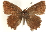  ( - CCDB-24272-C07)  @14 [ ] CreativeCommons - Attribution (2014) CBG Photography Group Centre for Biodiversity Genomics