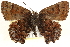  ( - CCDB-24272-C08)  @14 [ ] CreativeCommons - Attribution (2014) CBG Photography Group Centre for Biodiversity Genomics